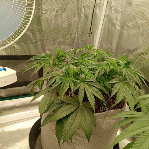 Mimosa x Orange Punch #1 growlog timeline photo