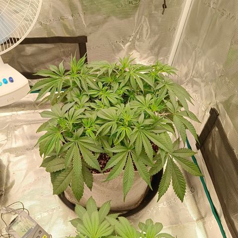 Mimosa x Orange Punch #1 growlog timeline photo