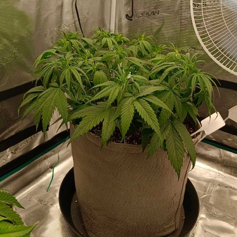 Special Skunk - Bulk seed bank growlog timeline photo