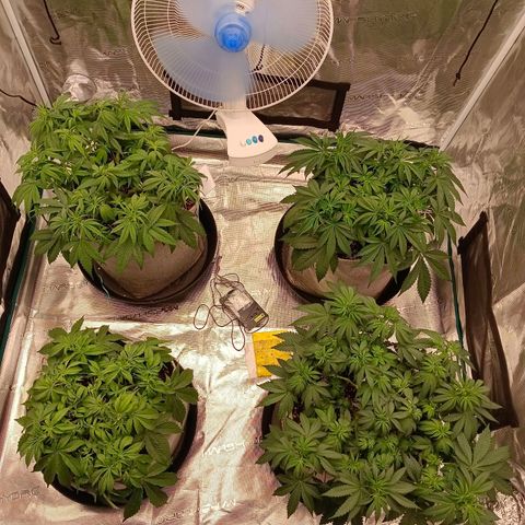 Bruce Banner #5 growlog timeline photo