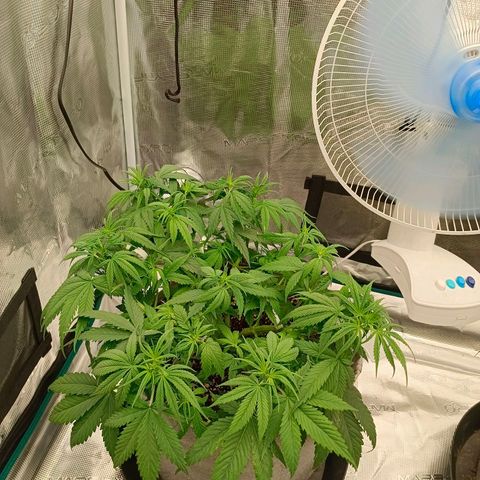 Special Skunk - Bulk seed bank growlog timeline photo