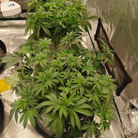 Bruce Banner #5 growlog timeline photo