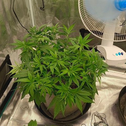 Special Skunk - Bulk seed bank growlog timeline photo