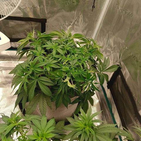 Mimosa x Orange Punch #1 growlog timeline photo
