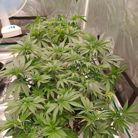 Bruce Banner #5 growlog timeline photo