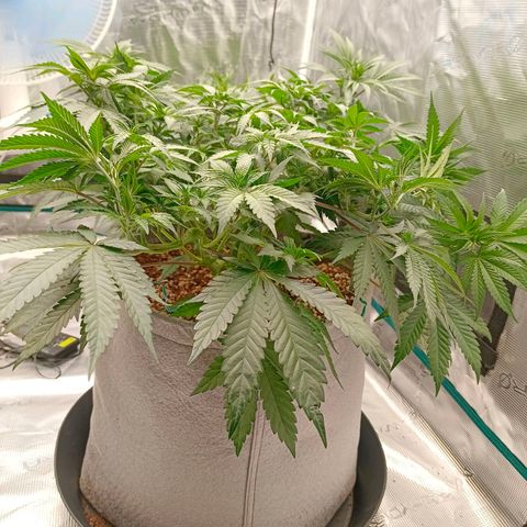 Bruce Banner #5 growlog timeline photo