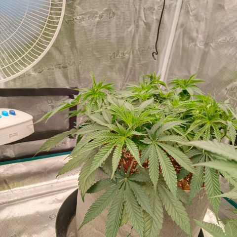 Mimosa x Orange Punch #1 growlog timeline photo