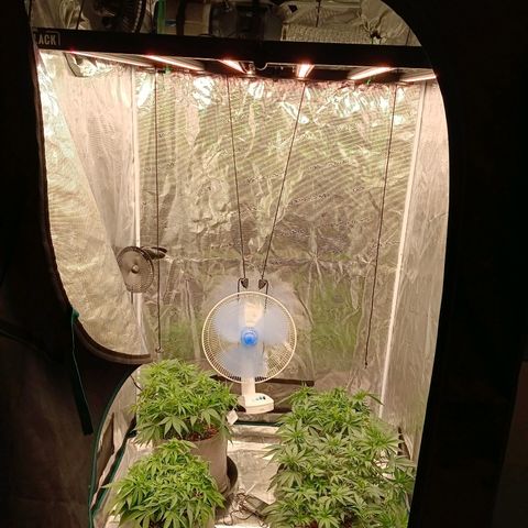 Bruce Banner #5 growlog timeline photo