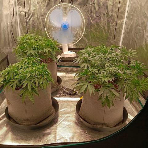 Bruce Banner #5 growlog timeline photo