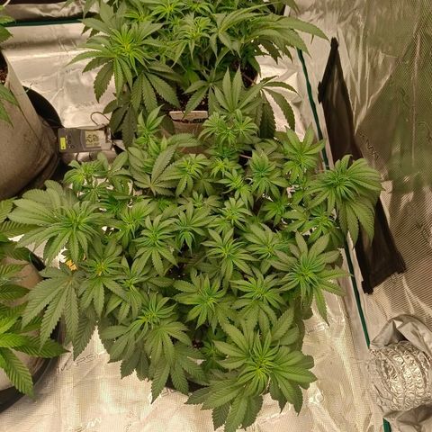 Bruce Banner #5 growlog timeline photo