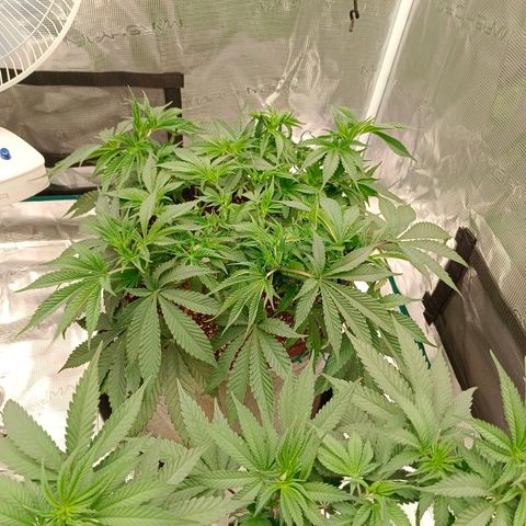 Mimosa x Orange Punch #1 growlog timeline photo