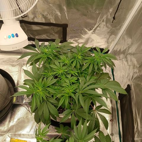 Mimosa x Orange Punch #1 growlog timeline photo