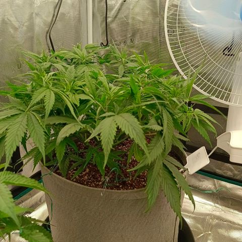 Special Skunk - Bulk seed bank growlog timeline photo