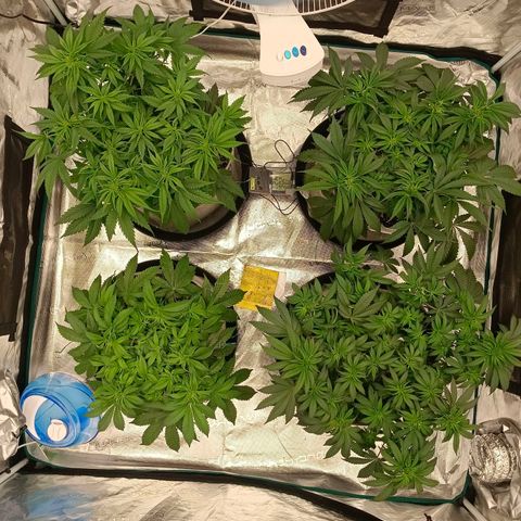 Bruce Banner #5 growlog timeline photo
