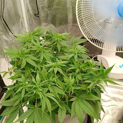 Special Skunk - Bulk seed bank growlog timeline photo