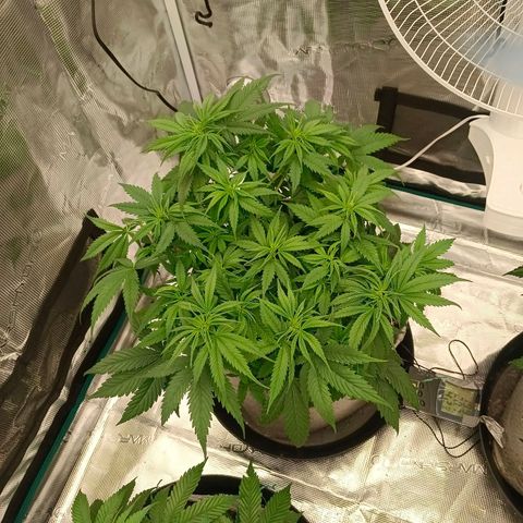 Special Skunk - Bulk seed bank growlog timeline photo