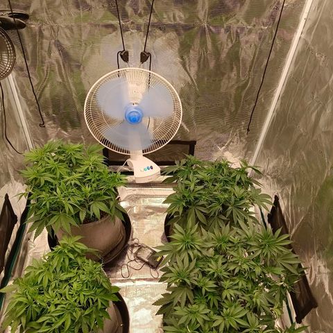 Bruce Banner #5 growlog timeline photo