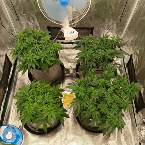 Bruce Banner #5 growlog timeline photo