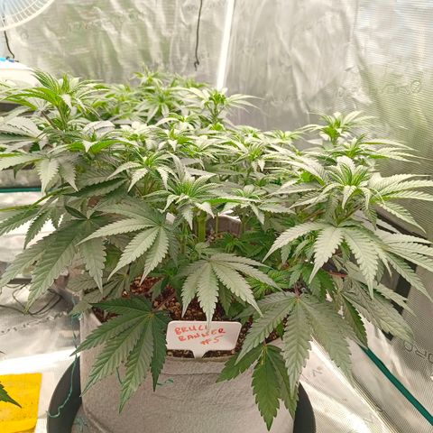 Bruce Banner #5 growlog timeline photo