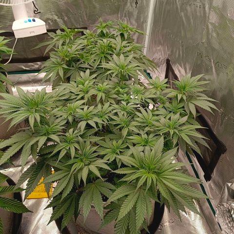 Bruce Banner #5 growlog timeline photo