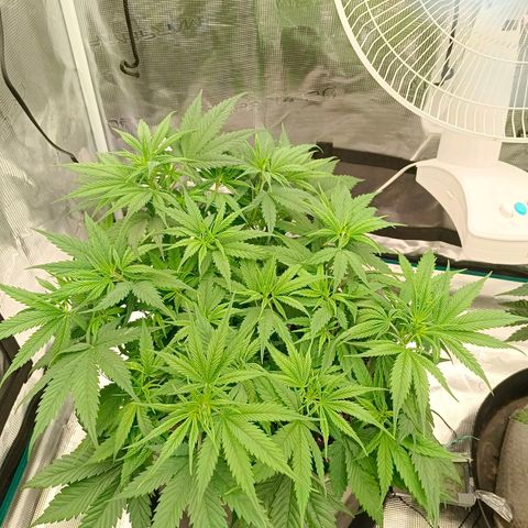 Special Skunk - Bulk seed bank growlog timeline photo