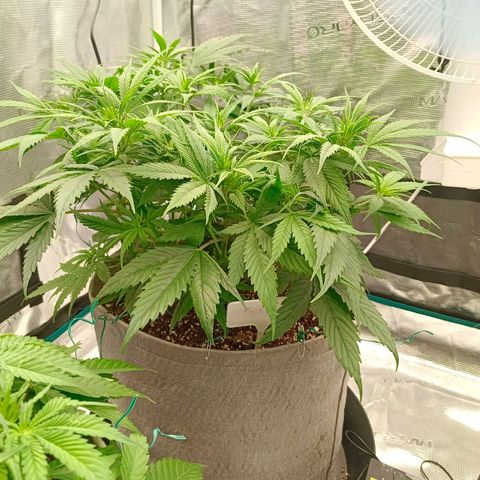 Special Skunk - Bulk seed bank growlog timeline photo