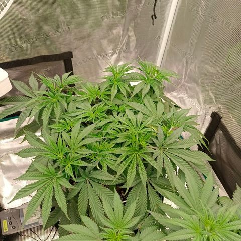 Mimosa x Orange Punch #1 growlog timeline photo