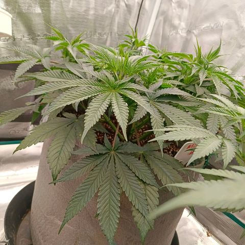Mimosa x Orange Punch #1 growlog timeline photo