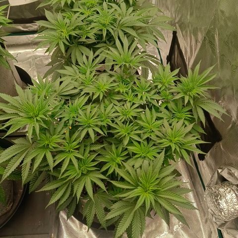 Bruce Banner #5 growlog timeline photo