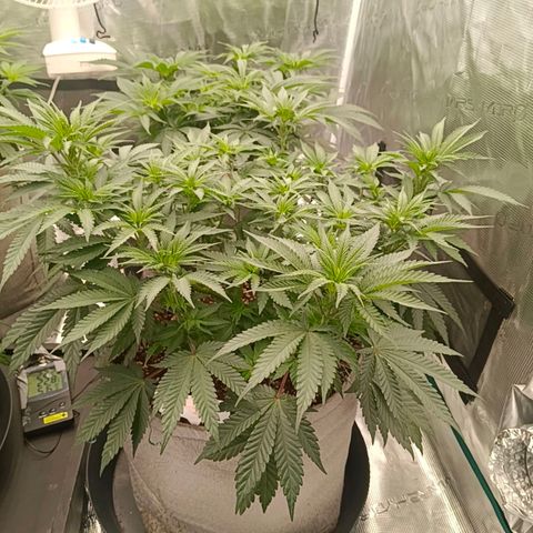 Bruce Banner #5 growlog timeline photo