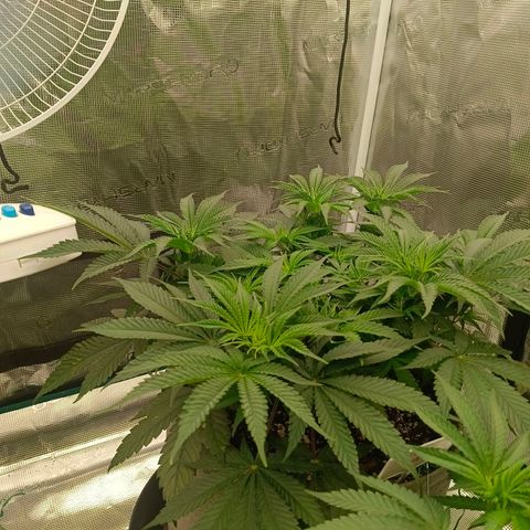 Mimosa x Orange Punch #1 growlog timeline photo