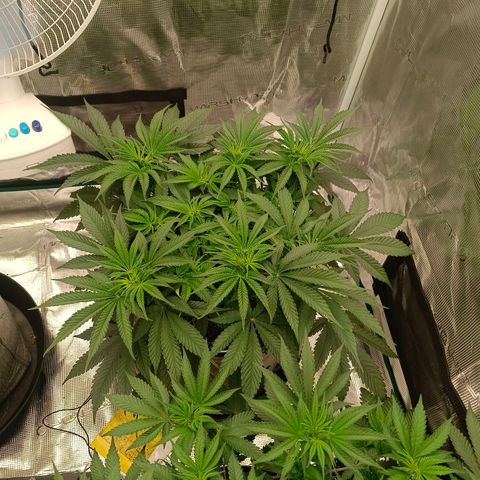 Mimosa x Orange Punch #1 growlog timeline photo
