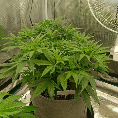 Special Skunk - Bulk seed bank growlog timeline photo