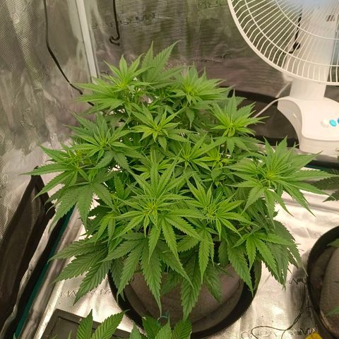 Special Skunk - Bulk seed bank growlog timeline photo