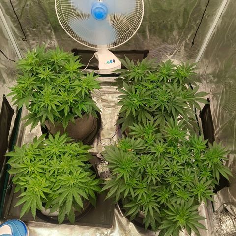 Bruce Banner #5 growlog timeline photo