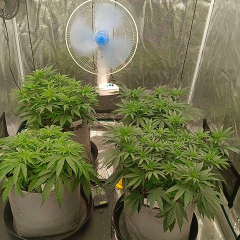 Bruce Banner #5 growlog timeline photo