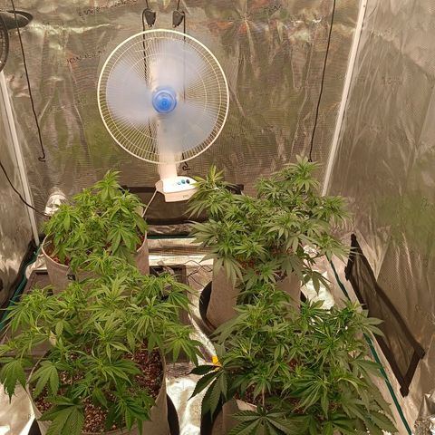 Bruce Banner #5 growlog photo: Defoliation and re arrange of plants