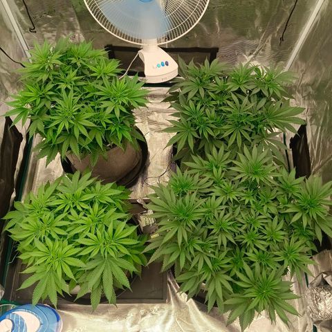 Bruce Banner #5 growlog photo: Defoliation and re arrange of plants