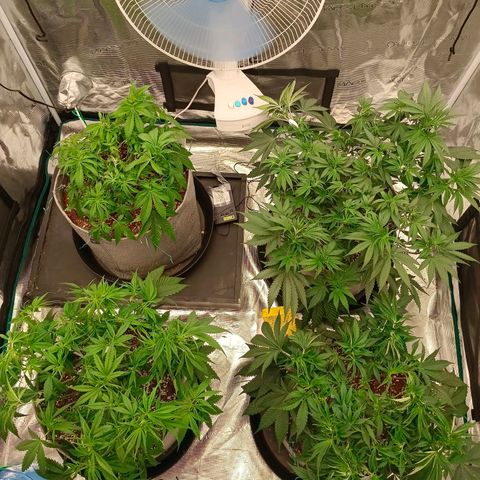 Bruce Banner #5 growlog photo: Defoliation and re arrange of plants