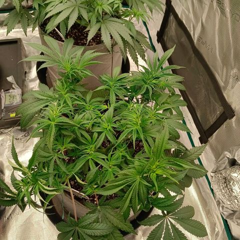 Mimosa x Orange Punch #1 growlog timeline photo