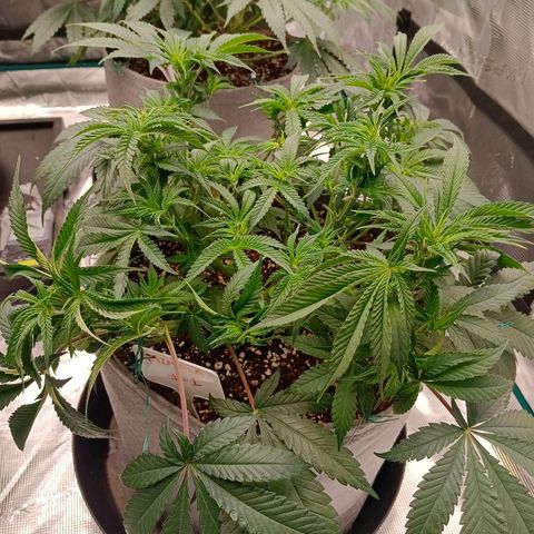 Mimosa x Orange Punch #1 growlog timeline photo
