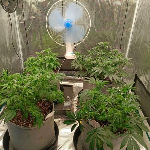 Bruce Banner #5 growlog timeline photo