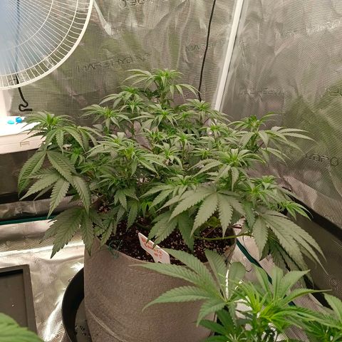 Bruce Banner #5 growlog timeline photo
