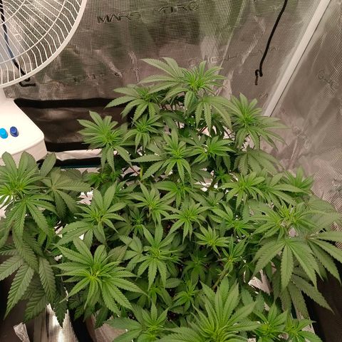 Bruce Banner #5 growlog timeline photo