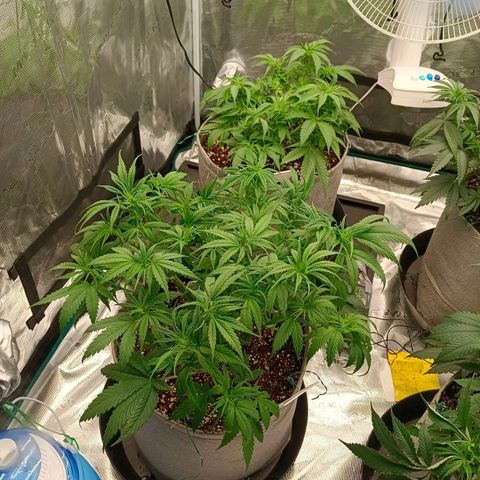 Special Skunk - Bulk seed bank growlog timeline photo