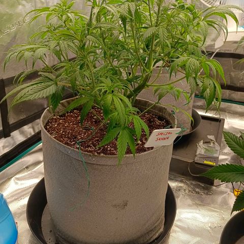 Special Skunk - Bulk seed bank growlog timeline photo