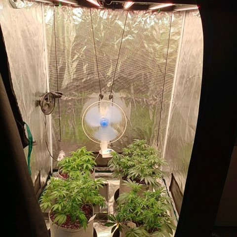 Bruce Banner #5 growlog timeline photo