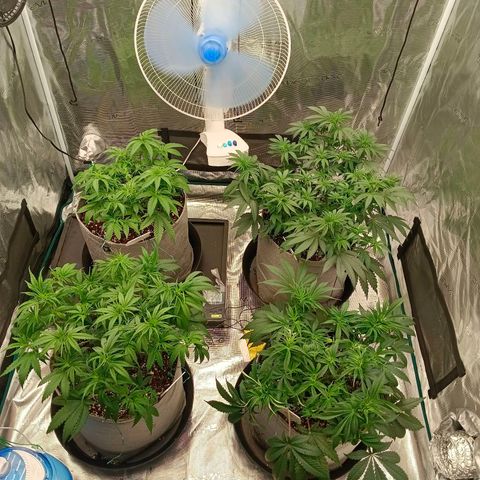Bruce Banner #5 growlog timeline photo