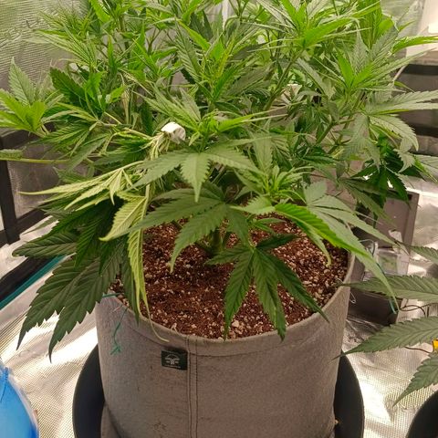 Special Skunk - Bulk seed bank growlog timeline photo