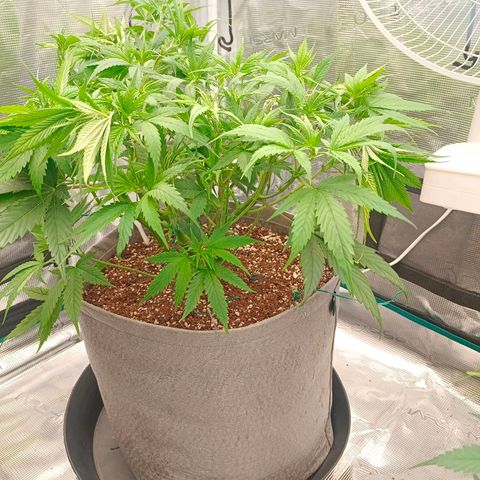 Special Skunk - Bulk seed bank growlog timeline photo
